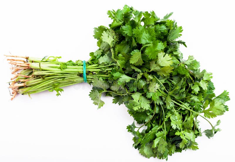 Bunch of fresh cut green coriander herb on white stock image Bunch of fresh cut green coriander herb on white stock image