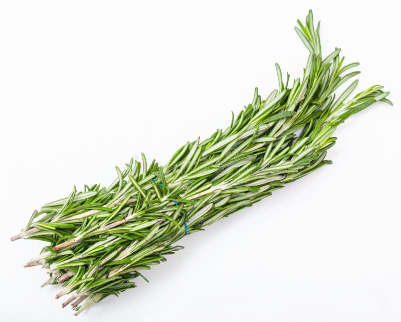 Bunch of Fresh Cut Rosemary Herb on White Stock Photo Image of herb