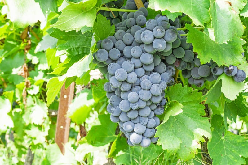 Bunch of fresh dark black ripe grape on green leafs under soft sunlight at the havest season, planting in the organic vineyard