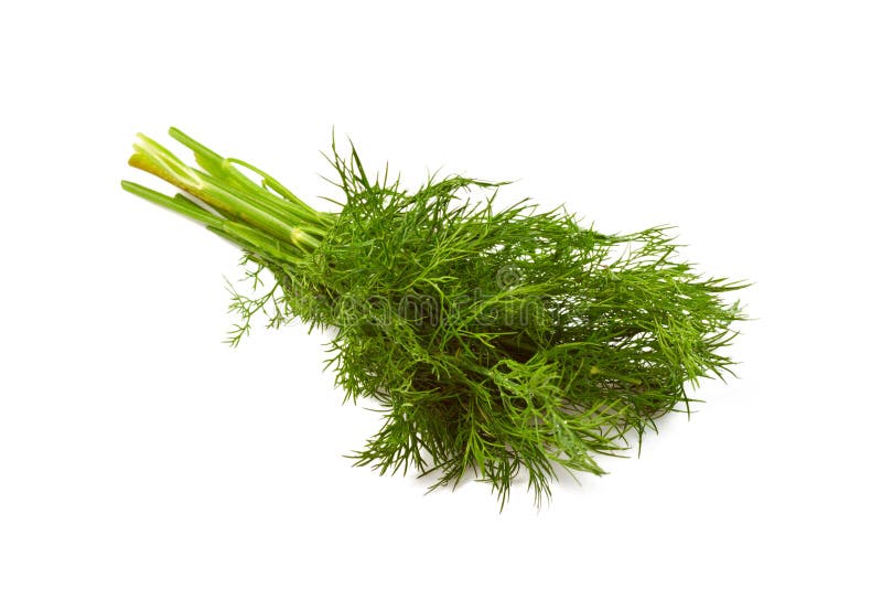 Bunch of fresh dill stock image. Image of single, fennel 27467703