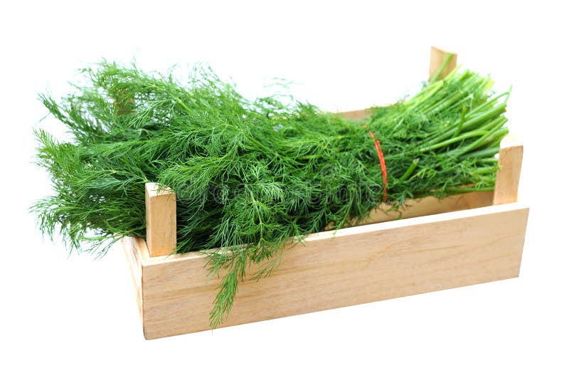 A bunch of fresh dill stock image. Image of green, plant 29605289