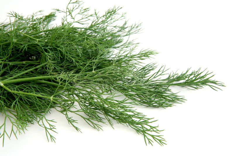 Bunch of fresh dill stock image. Image of ingredient, dill 336737