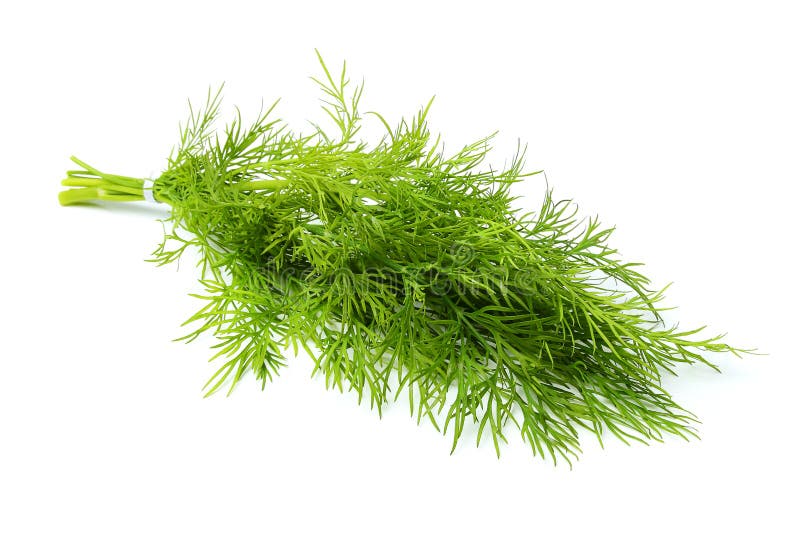 Bunch of Fresh Dill Closeup. Stock Image Image of ingredient
