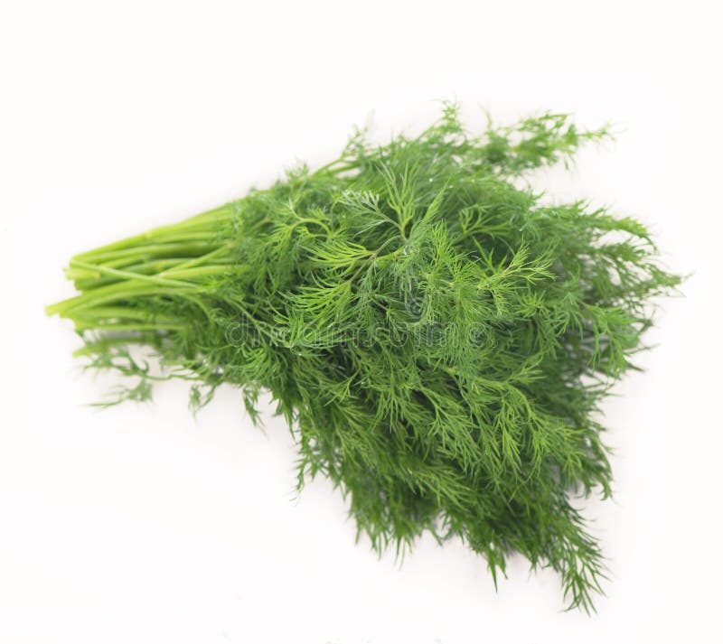 Bunch Fresh Dill Herb Isolated on White Background Stock Photo Image of leaf, heap 217672370