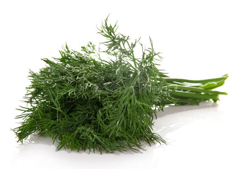 Bunch of fresh dill stock photo. Image of organic, harvest 35178796