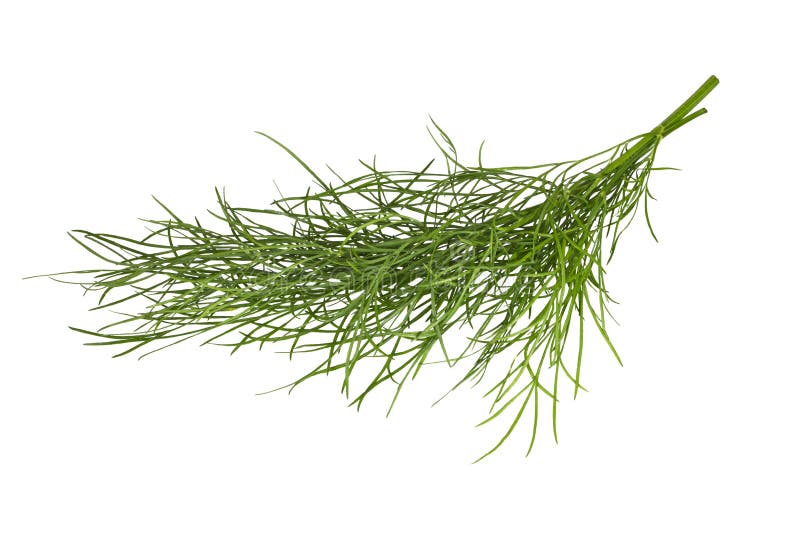 Bunch of fresh dill stock image. Image of food, vegetable 268209057