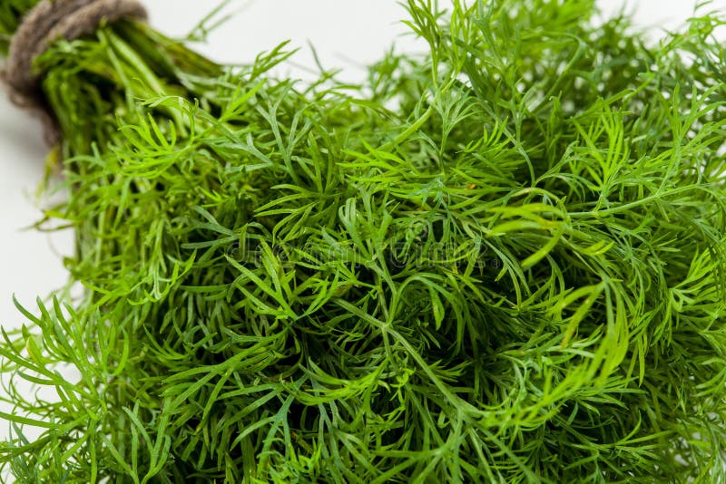 Bunch of a fresh dill stock image. Image of bundle, eating 55678639