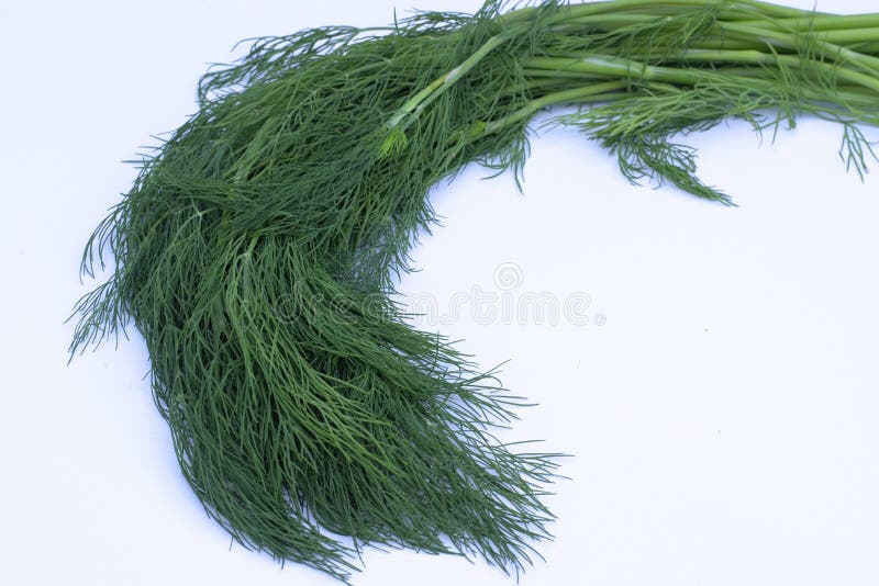 Bunch of Fresh Dill on White Background. Stock Photo Image of green