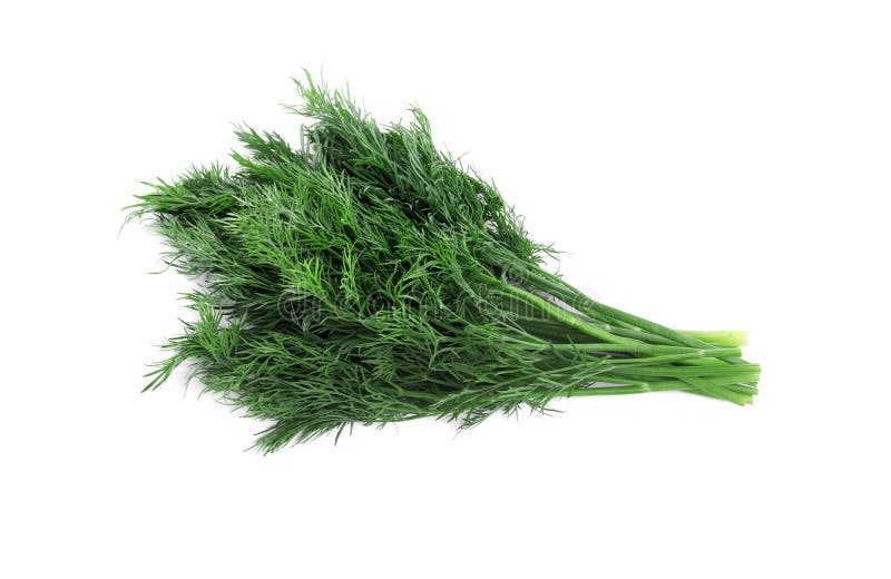 Bunch of Fresh Dill on White, Top View Stock Photo Image of freshness