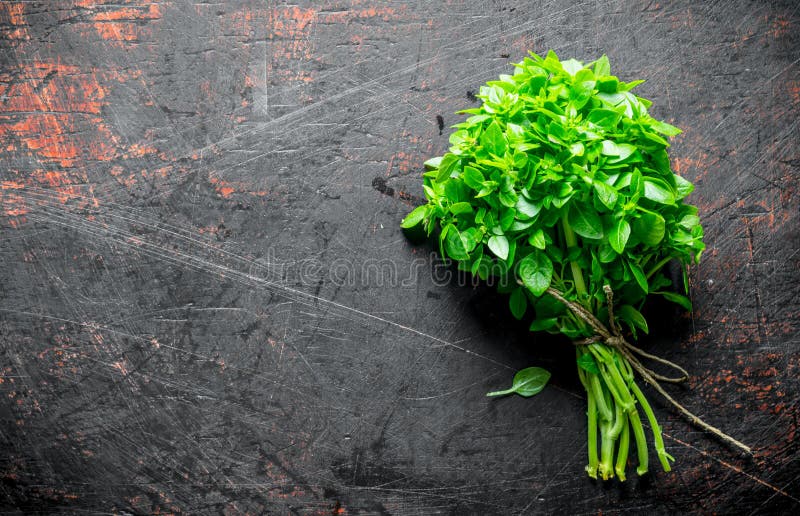 Bunch of Fresh Fragrant Basil Stock Image - Image of nature, healthy