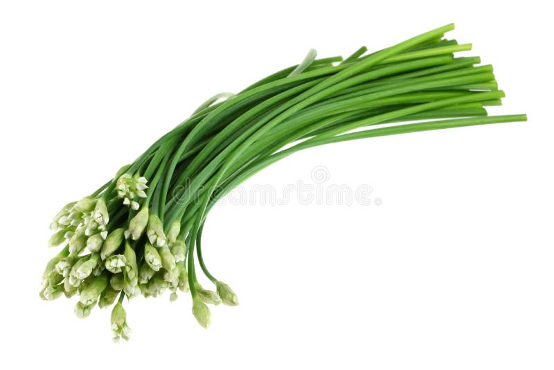 A bunch of fresh Garlic chives flowers