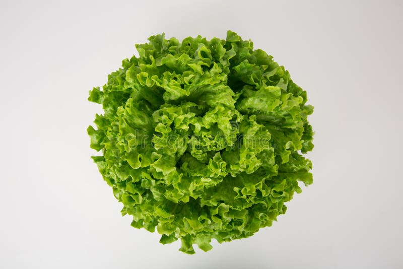 Bunch of fresh, green batavia lettuce salad head top view isolated on white background with copy space. Crinkled leaves bio crop