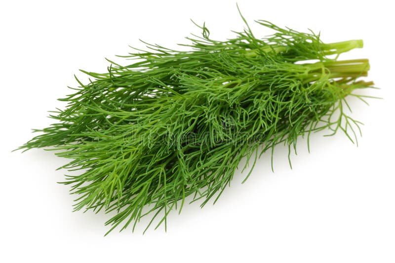 Bunch Of Fresh Green Dill Isolated On White Stock Photo Image of