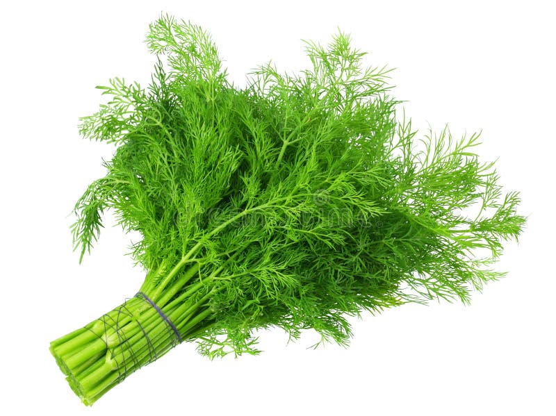 Bunch Fresh Green Dill Isolated on White Background Stock Image Image