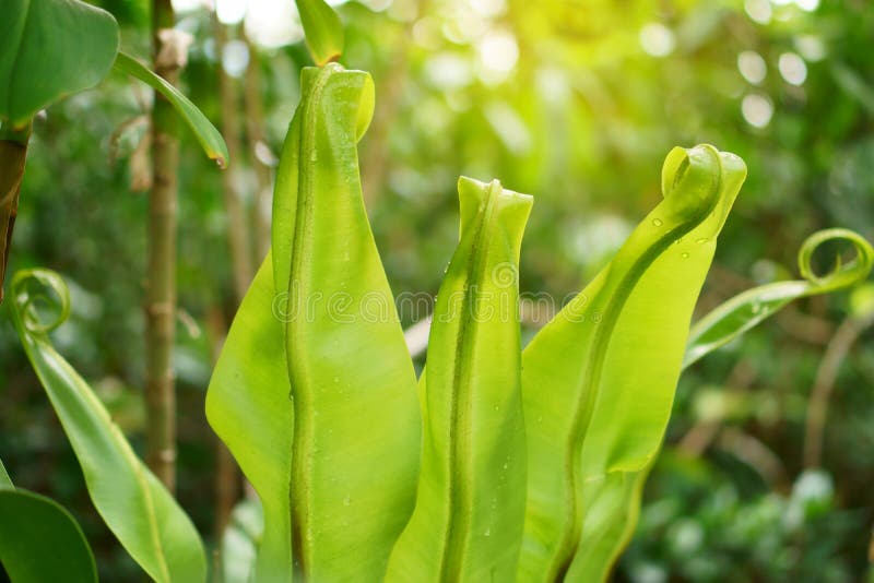 A bunch fresh green leafs roll up, Bird`s nest fern growing under sunlight called as Crow`s nest fern is an epiphytic plant