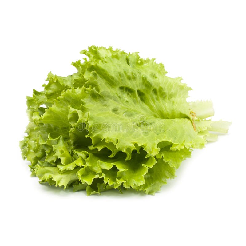 Bunch Of Fresh Green Lettuce On White Background Stock Photo Image of
