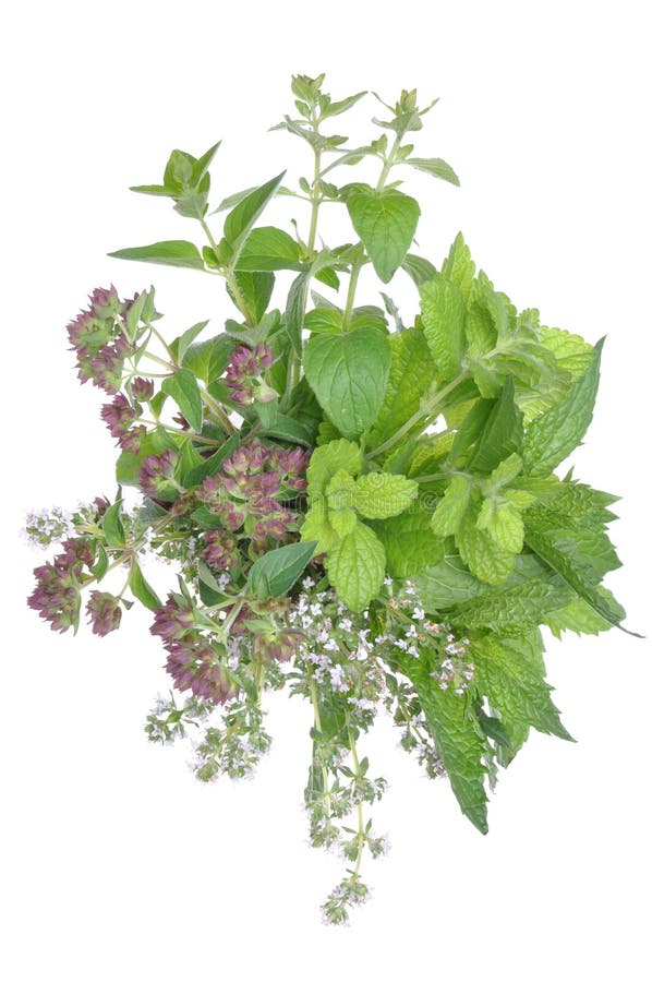 Bunch Fresh Herbs Mint, Thyme, Lemon Balm Stock Photo Image of botany