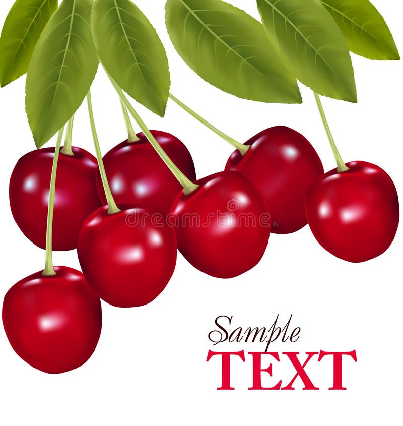 Bunch of fresh, juicy, ripe cherries. Vector