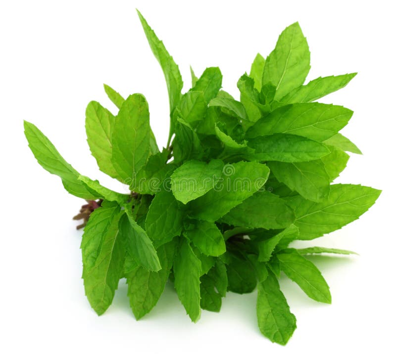 Bunch of fresh mint leaves stock image. Image of pharmacy 32252113