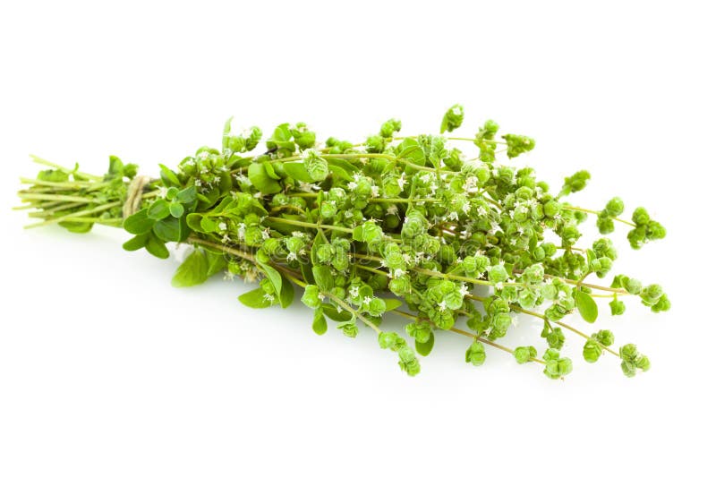Fresh Oregano