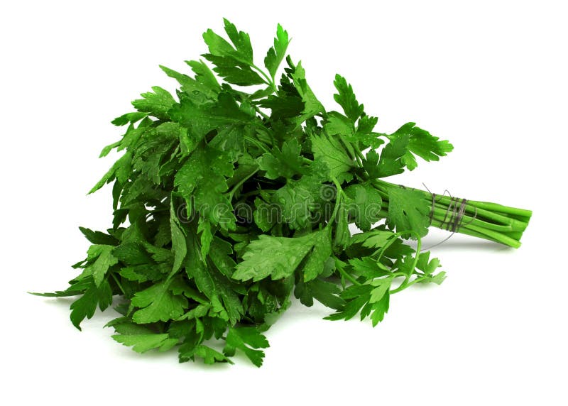 Bunch of fresh parsley stock photo. Image of healthy 27159836