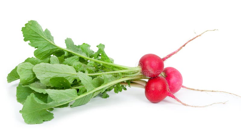 Bunch of fresh radish