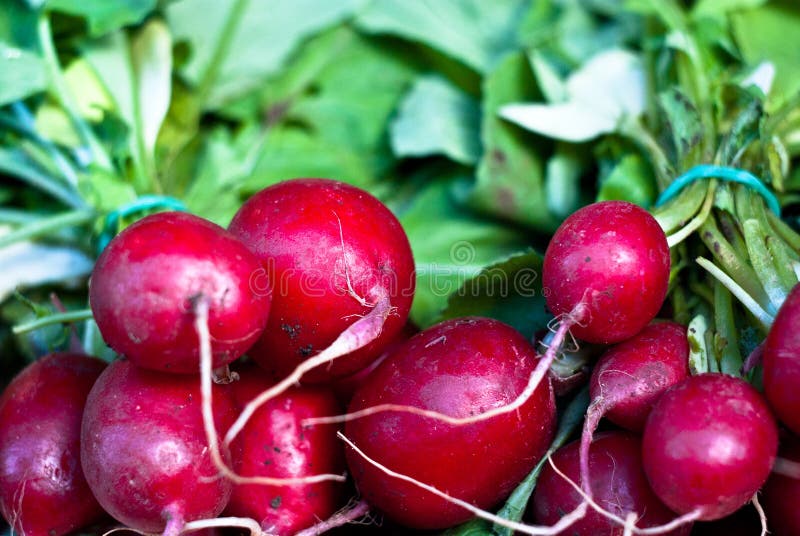 Bunch of fresh radish