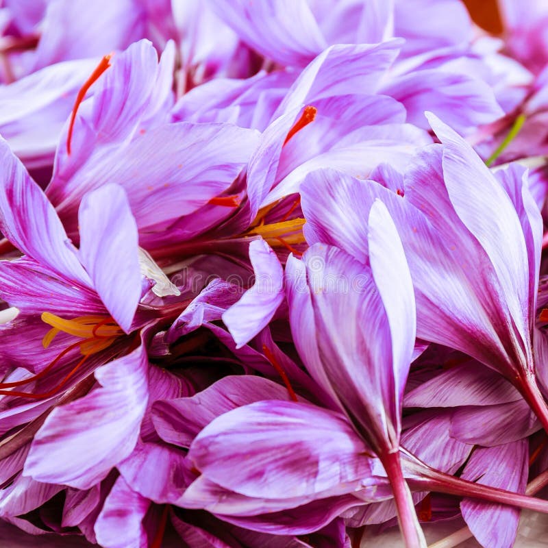 Fresh Saffron Flower on a Background of Dried Saffron on a White Table