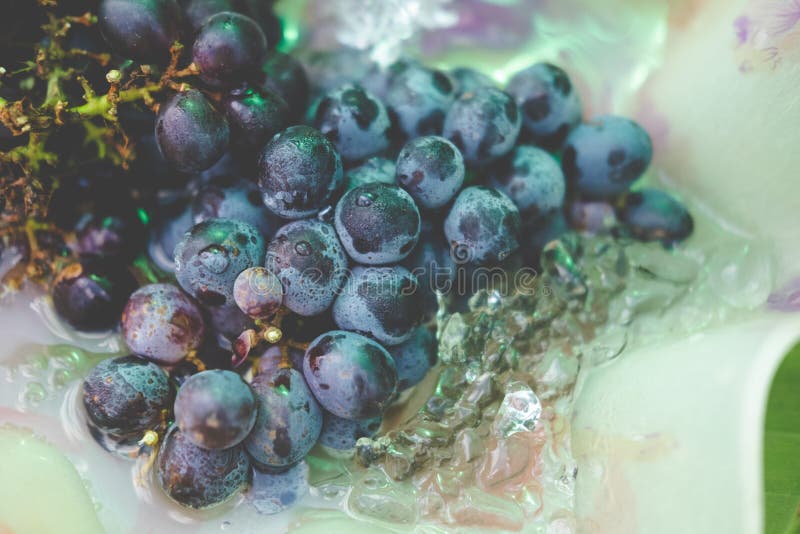 Bunch of Fresh Seedless Grape Stock Photo Image of fresh, eating