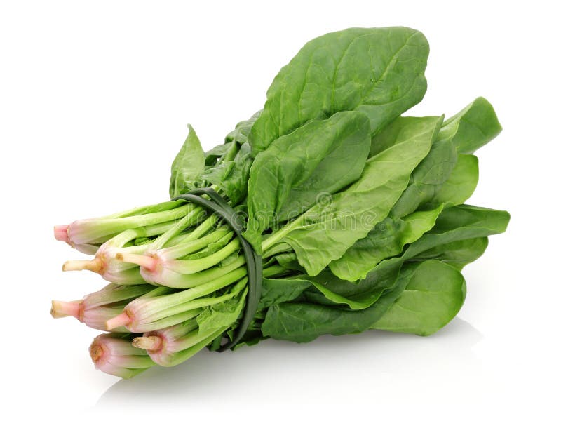 Bunch of Fresh Spinach on White Background Stock Photo Image of pile