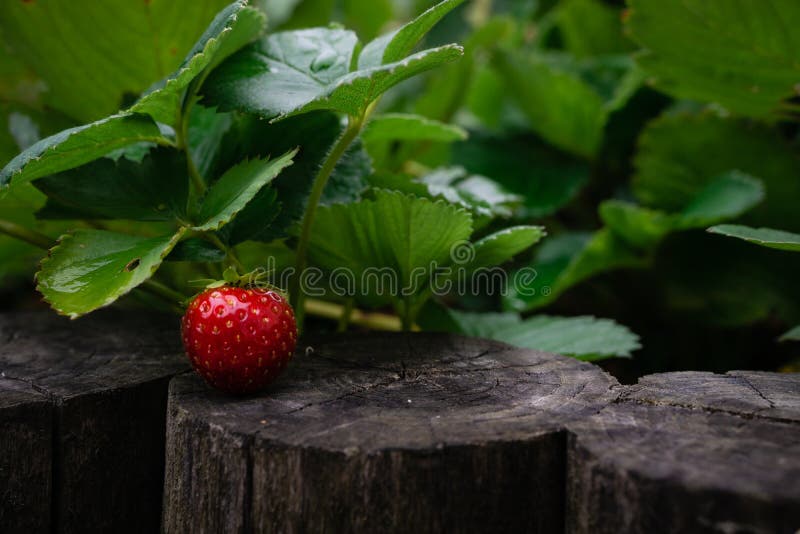 Bunch of fresh strawberries growing on home garden, natural look.Ripe red fruit of strawberry plant. Bunch of fresh strawberries growing on home garden, natural look.Ripe red fruit of strawberry plant