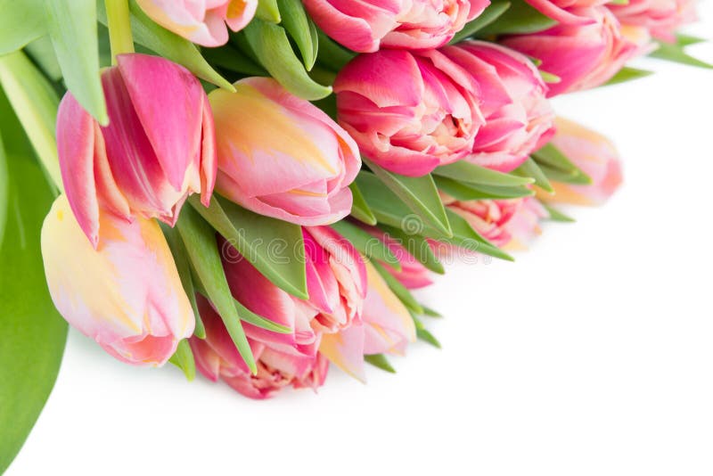 Tulips As a Spring Holidays Background Stock Image - Image of copy ...