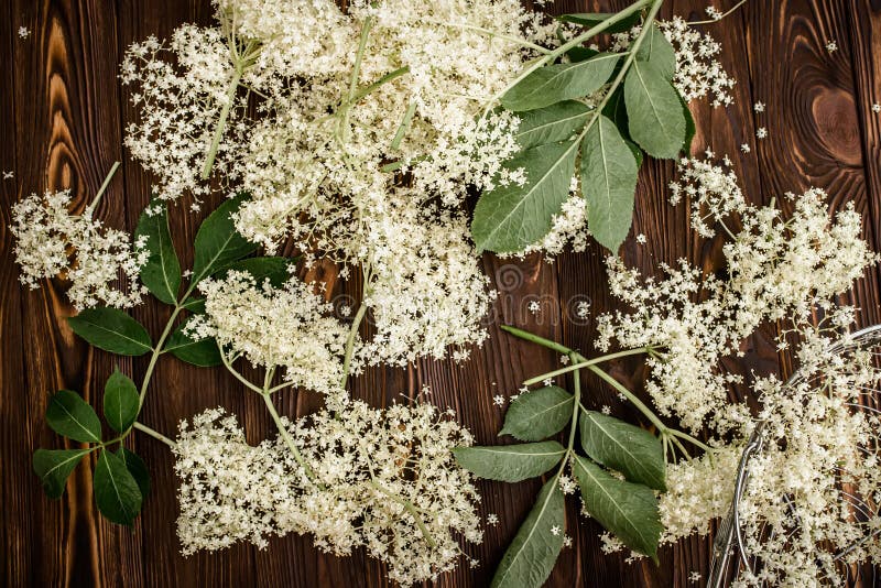 Closeup of Elderberry Flowers on a Wooden Village Table Freshly