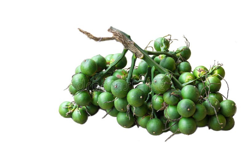 Bunch of fruit Areca Nut or Betel Nut Palm.