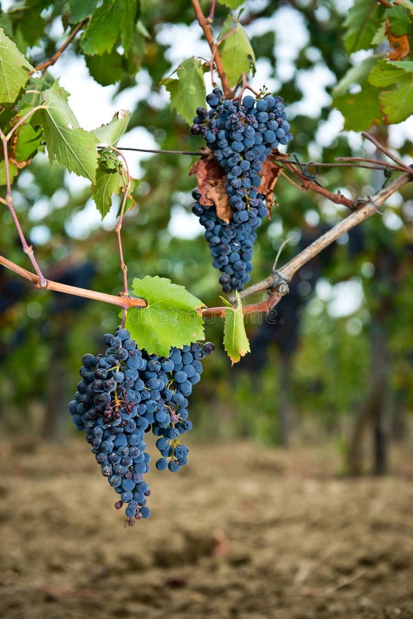 Bunch of full grown red grapes on the vine