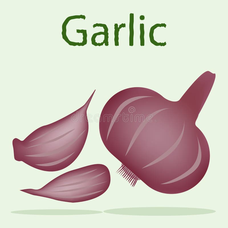 Parts of Garlic Plant. Morphology of Plant with Titles Stock Vector