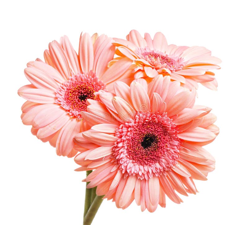 Bright Pink Gerbera Daisies Stock Image Image of pink, flora 1107505