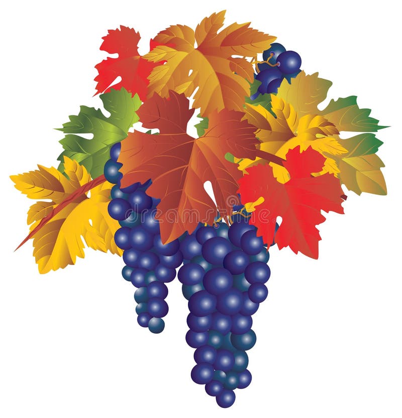 Bunch of grapes vector illustration Bunch of grapes vector illustration
