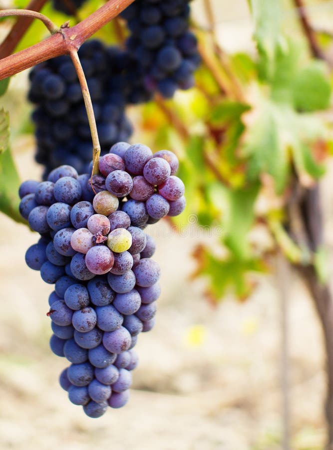 Bunch Grapes Free Stock Photos & Pictures, Bunch Grapes RoyaltyFree