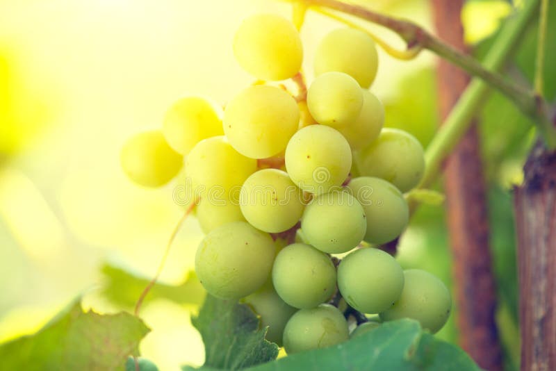 Bunch of grapes on grapevine