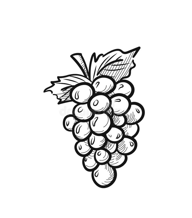 Bunch Of Grapes Hand Drawn Sketch Icon Stock Illustration - Download Image  Now - Agriculture, Berry, Branch - Plant Part - iStock