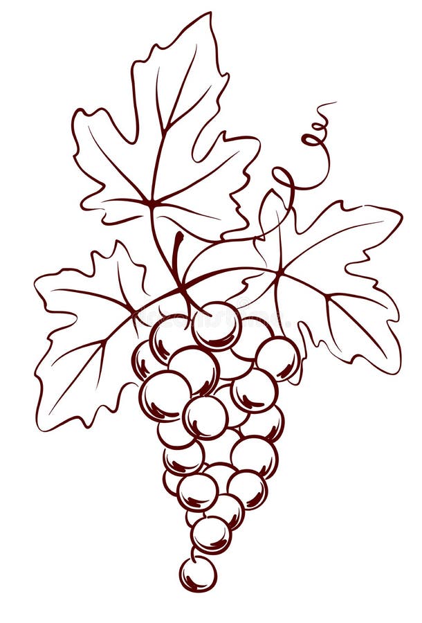 Bunch of grapes with leaves royalty free illustration Bunch of grapes with leaves royalty free illustration