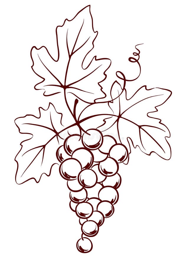 Bunch of grapes with leaves