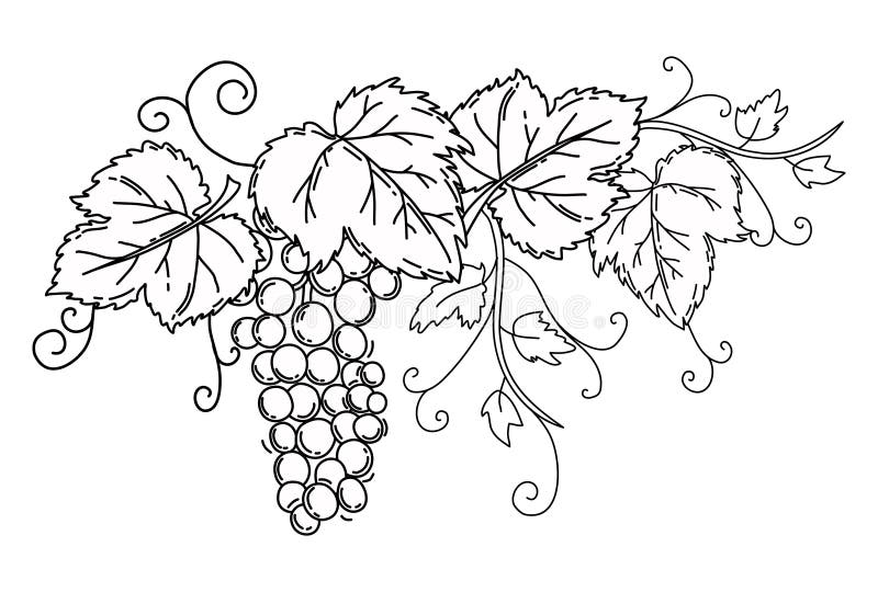 Bunch of Grapes with Leaves. Black Outline on an Isolated White