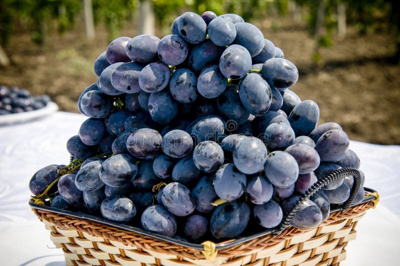 Bunch of grapes stock image. Image of natural, vineyard 87355971