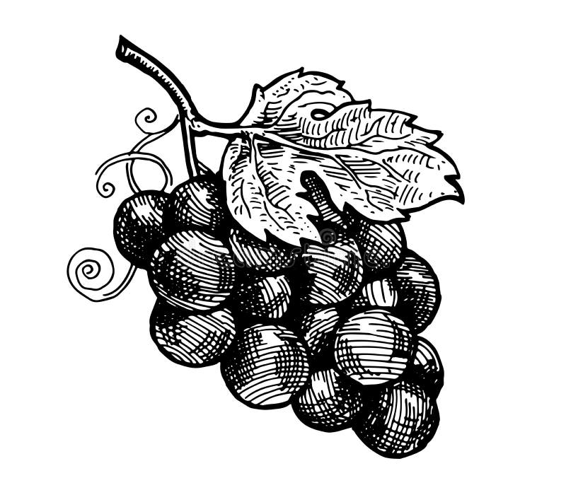 Bunch of Grapes. Vector Drawing for Wine Labels Stock Vector Illustration of wine, designblack