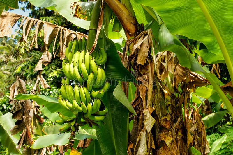 Bunch of green bananas on a tree royalty free stock photography Bunch of green bananas on a tree royalty free stock photography