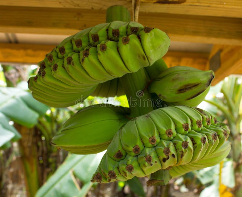 Bunch of green bananas