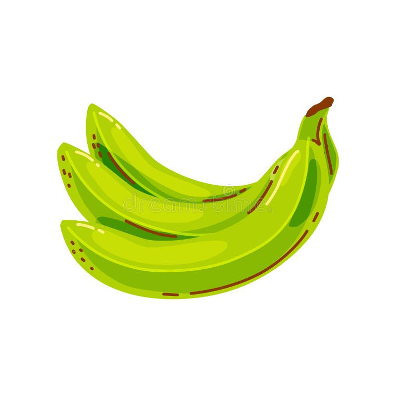 A bunch of green bananas on a white background. Fruit. Vector illustration