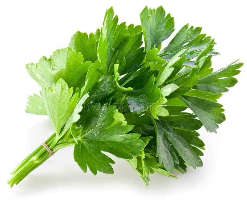 Bunch of green coriander stock photos Bunch of green coriander stock photos